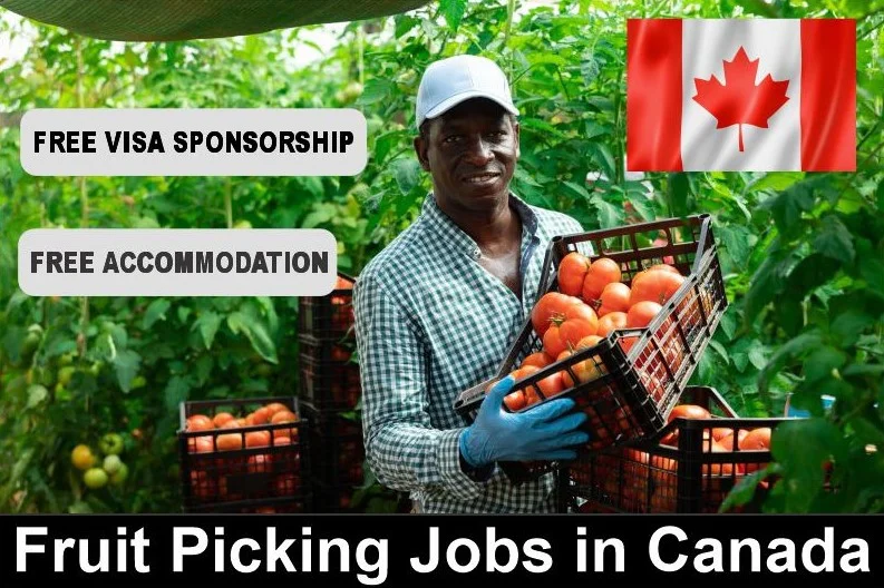 High-Paying Fruit Picking Jobs in Canada with Free Visa Sponsorship (2025–2026)